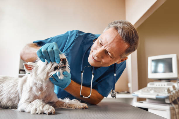 Best Urgent Tooth Repair  in Blackfoot, ID